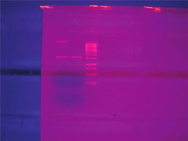 74 ekil 4.4.1.3.1 PCR ürünlerinin agaroz jel elektroforezi Spektrofotometrede 260/280 nm de DNA saflık kontrolü yapılmı tır.