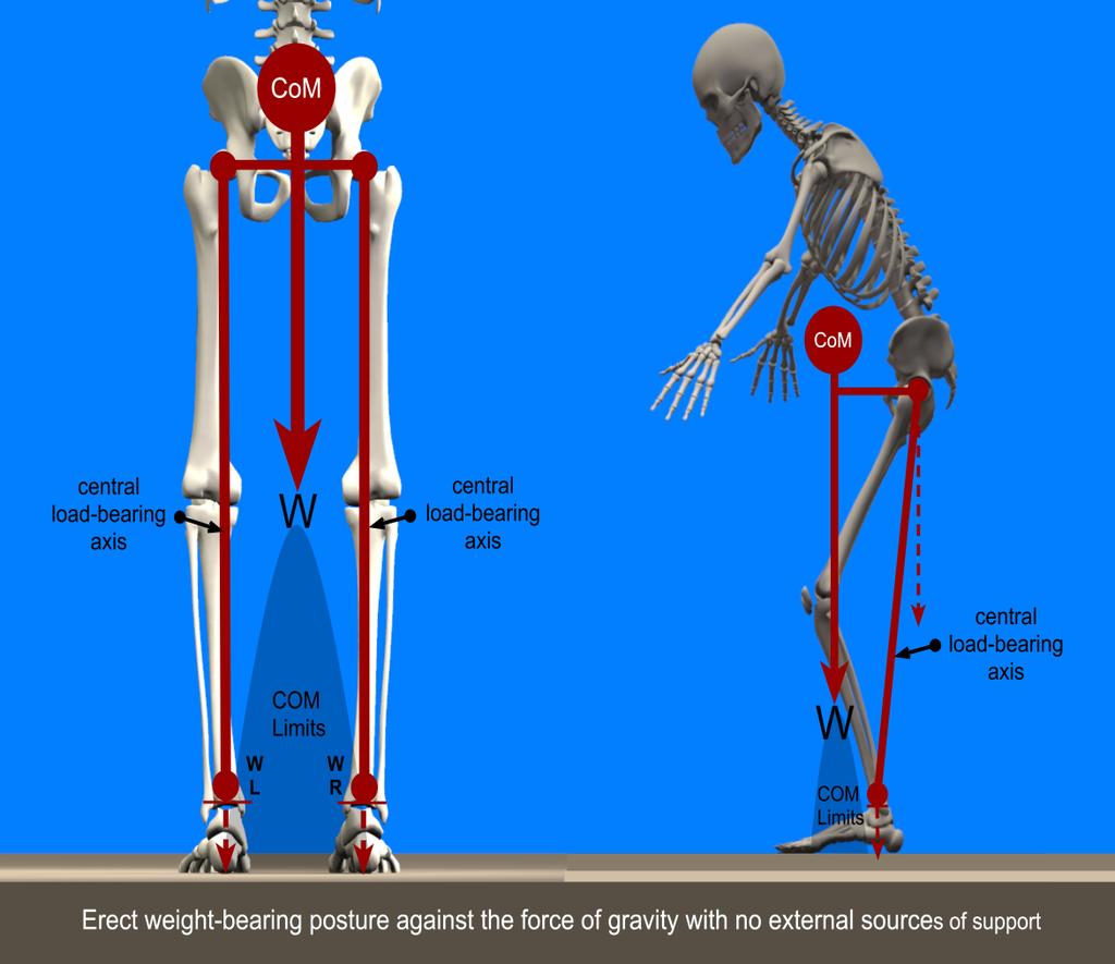 Vücut Ağırlık Merkezi:Center of Mass (COM) Vücudun