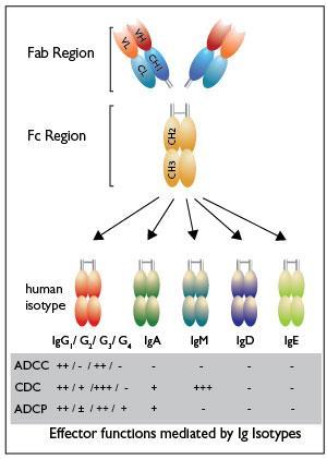 gösteren kısım ADCC: Antibody Dependent Cell Mediated Cytotoxicity CDC: