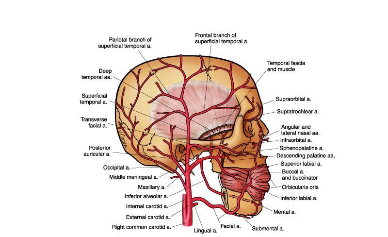 A. Carotis externa Boyun, yüz ve saçlı derideki yapıların