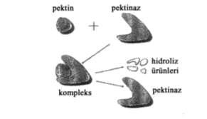 bi yopreparasyon konvansi yonel bazi k işle mden daha ekono mi k ol makt adır. Şekil 4. 6 da pekti naz ile pa muk lifini n enzi matik preperasyonunun mekani z ması gör ül mekt edir. Şekil 4. 6 Pekti naz ile primer çeperdeki pekti ni n hidrolizi Şekil 4.