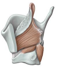 TRACHEA Soluk borusu (trachea) Trachea nın önden