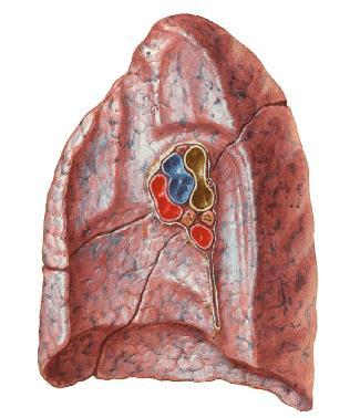 AKCİĞERLER (PULMO) PULMONES Solunum sisteminin oksijen ve karbondioksit değişiminin yapıldığı yerdir. Akciğerler costalar tarafından korunan hafif süngerimsi yumuşak elastik ve hassas bir organdır.