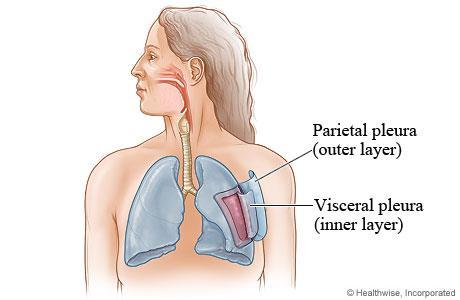 Pleura costalis Pleura mediastinalis Pleura diaphragmatica Cupula pleura MEDIASTINUM Göğüs kafesinin ortasında iki tarafın pleura sı arasında kalan bölmedir.