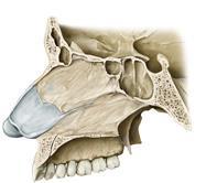 (septum nasi) ile