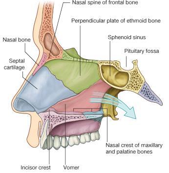 Apertura piriformis (ön açıklık) Choana lar (arka