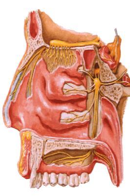 Burun boşluğu (cavitas nasi) Üst duvar: Koku bölgesi (regio olfactoria) vardır. Koku sinirlerinin geçtiği delikler vardır (lamina cribrosa).