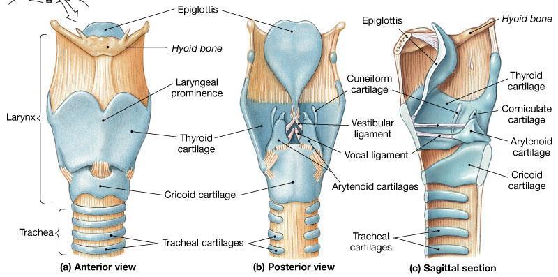 arytenoidea (2) Cartilago corniculata (2) Cartilago cuneiforme (2) Kıkırdakları