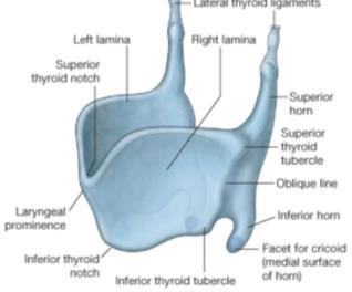 Cartilago thyroidea En büyükleridir. Prominentia laryngea (Adem elması) vardır.