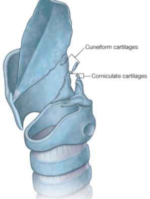 Cartilago epiglottica Larynx