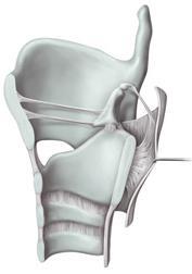 Gıdaların larynx e kaçmasını