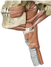 Larynx in İç Yapısı Larynx boşluğu üç kısımdan meydana gelir: 1. Vestibulum laryngis: Larynx in girişi ile plica vestibularis arasında kalan kısımdır. 2.