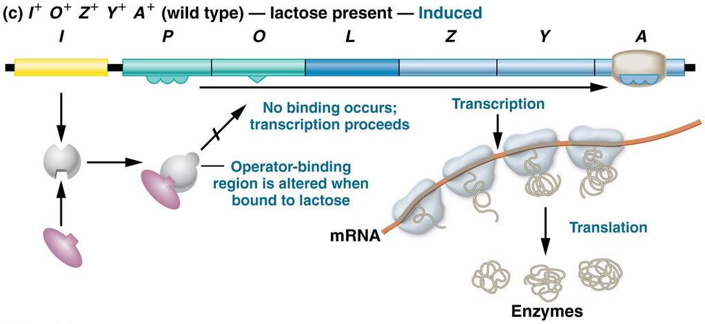 3.3 Operon modeli: Negatif kontrol 3. Ortamda laktoz bulunduğunda, laktoz bu baskılayıcı moleküle bağlanır ve yapısında değişikliğe yol açar 4. Baskılayıcı, operatör DNA ya bağlanamaz. 5.