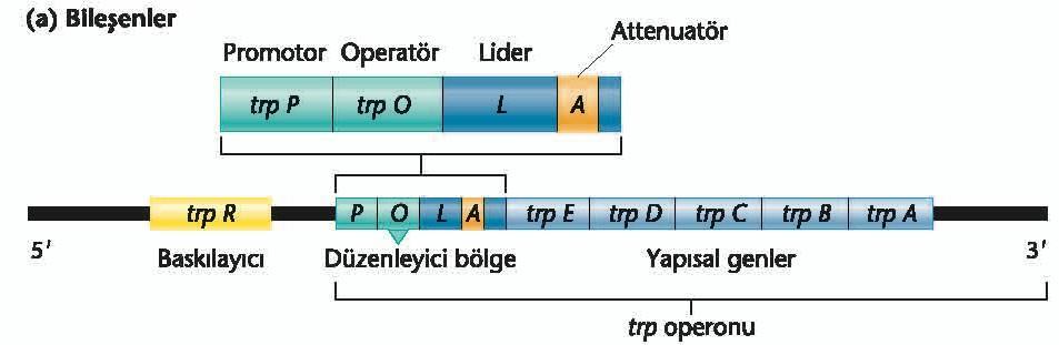 4. Triptofan (trp) operonu: Baskılanabilen operon E.