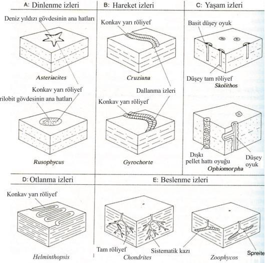 3. Tabaka-üstü Yapıları (Surface Structures)