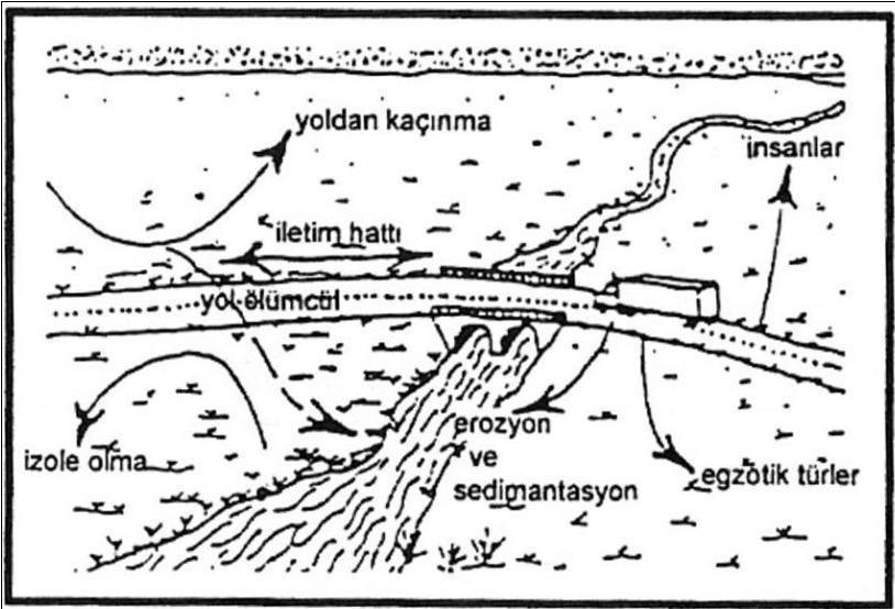 Şekil 2.8 Yollar ve diğer koridorlar (Dramstad vd 1996) (Doğan 2012). 9. Rüzgar erozyonunun kontrolünü sağlamaktadır (Şekil 2.9), (Dramstad vd 1996) (Doğan 2012). Şekil 2.