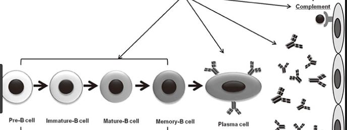 Desensitizasyon yaklaşımları IVIG