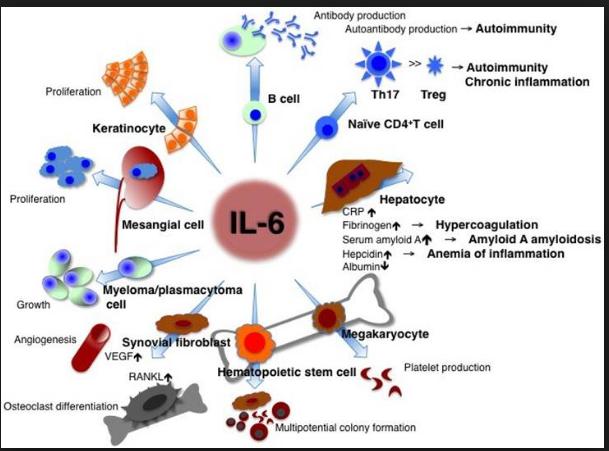 TOCILIZUMAB (Anti IL6R) B hücrelerinin plazma hücrelerine