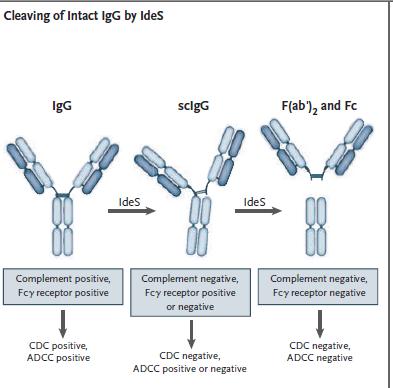 IgG degrading enzyme derived from Streptococcus pyogenes (IdeS) Endopeptidaz İnsan IgG sini