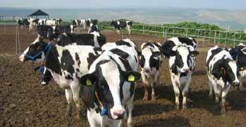 Koyun ve Tiftik Keçisi yetiştiriciliği Damızlık Besicilik Et Besiciliği Süt Besiciliği Arıcılık ve Bal Üretimine