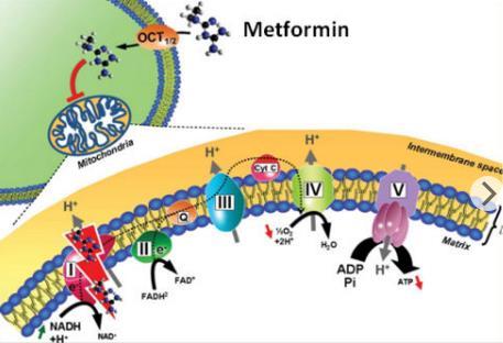 Metformin ve Laktik Asidoz Mitokondrilerde metabolik seyri değiştirir Anaerobik metabolizmaya eğilimi arttırır