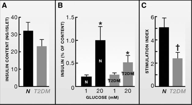 Diabetes 57, 142 149, 2008 Hipergliseminin Belirlenmesinde Beta Hücrelerinin Miktarı Tek Etken Değildir Beta hücrelerinin % 40 ının