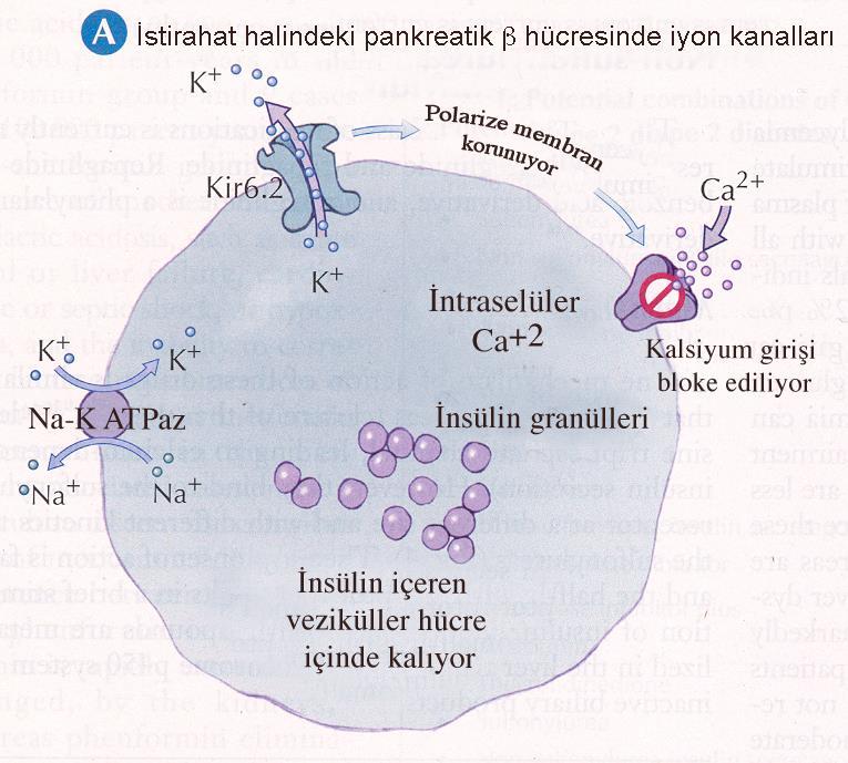 Pankreas Beta