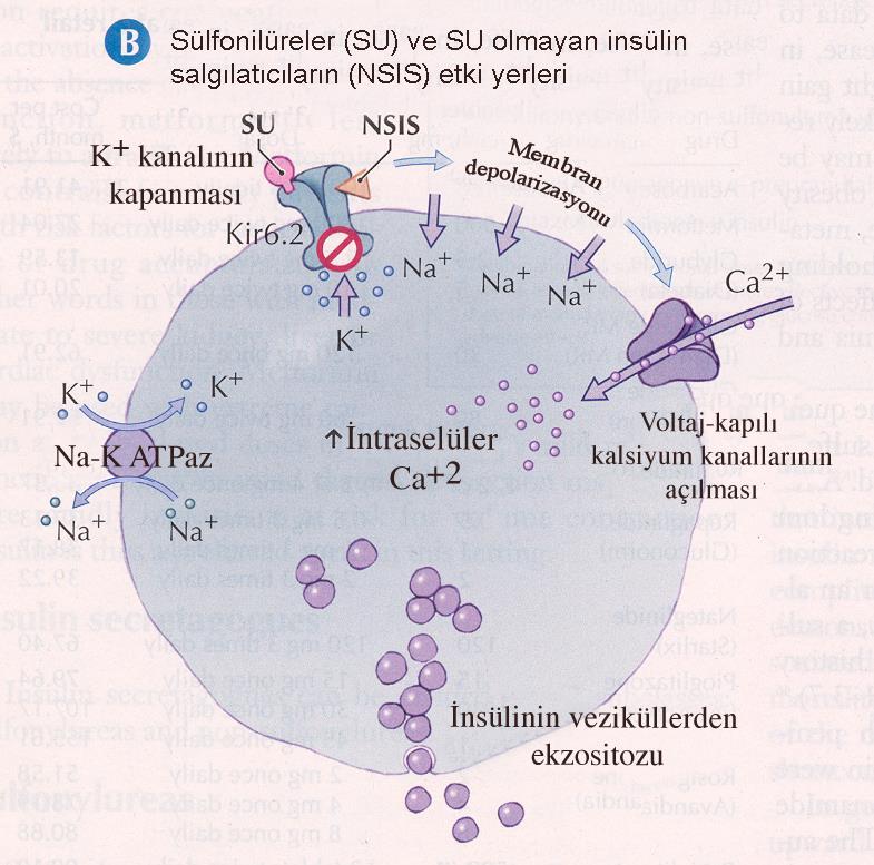 İnsulin Salınımı Ca