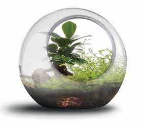 10. Teraryum genellikle cam ve şeffaf plastik malzemelerden yapılan, içinde solucan, böcek ve küçük bitkiler gibi canlıların yaşayabildiği, kara ortamının ve atmosferin taklit edildiği, kapalı bir