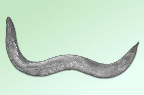 Model hayvanlar incelenirken omurgalı ve omurgasız olarak ikiye ayrılır; 1. Omurgasızlar: Caenorhabditis elegans (C. elegans); bir nematoddur.