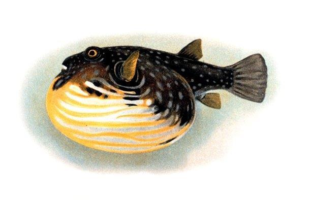 Şişen balık (Fugu rubripes) ; Omurgalılar içerisinde en küçük genoma sahip olduğundan model organizma olarak kullanılmaktadır. Zebra balığının genomunun 1/4,insan genomunun 1/10 kadardır.