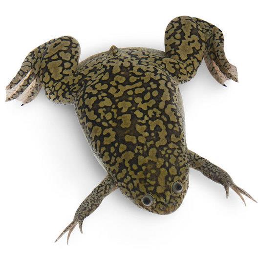 Ancak Gallus gallus (tavuk) ve Xenopus laevis( bir kurbağa türü) gibi türlerin