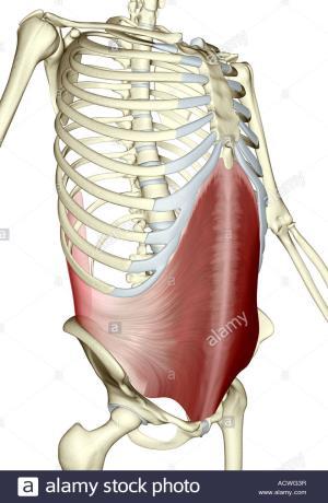 3. M. Transversus abdominis Genel: Bu kas, dıştan içe arkadan öne doğru transfer olarak seyreder M. Rectus abdominis in dış kenarı yakınında aponeurozlaşır. Origo: Lig.