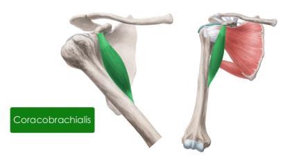 Tuberositas radii ve aponeurosis bicipitalis (lacertus fibrosus) Sinir: N.