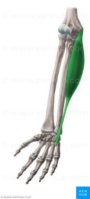 Yaralanmalarda bu kasın tendonu tendon transplantasyonunda kullanılır. Origo: Epycondylus medialis Insertio: Aponeurosis palmaris, flexor retinaculum Sinir: N.