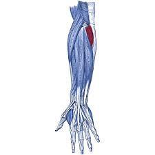 7. M.anconeus Genel: Yüzeyel gruptandır. Origo: Epycondylus lateralis Insertio: Olecranon Sinir: N.