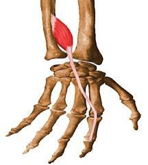 Origo: Epycondylus lateralis, ulnadaki crista supinatoris, lig.anulare, lig.