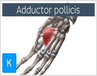 3. M.opponens pollicis 4. M.adductor pollicis Genel: Thenar bölgede daha derindedir.