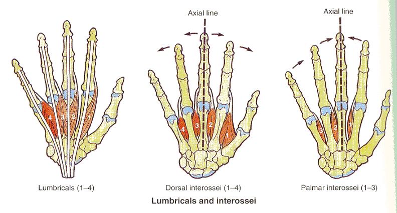 El parmaklarındaki flexor tendonların kemikten uzaklaşmasını önleyen, amaca uygun hareketlerin yapılmasını sağlayan ve synovial kılıfı destekleyen 8 fibrotik askı sistemi vardır.