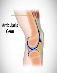3.M. Quadriceps femoris Genel : Uyluğun dört başlı kasıdır. Sonlanış tendonuna lig. Patella adı verilir. Bu tendondan patella reflexi alınır. Origo: - M.
