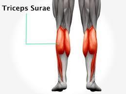 BACAK ARKA BÖLGE KASLARI YÜZEYEL GRUP KASLARI M. Triceps Surae Genel: M. gastrocnemius ve m. soleus olmak üzere iki kastan oluşur ve baldır kabartısını yapar.