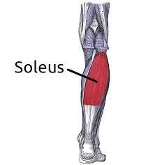 triceps surae ayakta durmayı ve yürümeyi sağlayan en önemli kaslardır. Bacak kasları koşu sırasında yürüyüşten daha fazla güç ve enerji harcarlar. Koşuda m. soleus, m. gastrocnemius, m.