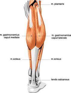 Origo: Femur'un lateral epikondili Insertio: Tuber calcanei Sinir: N.