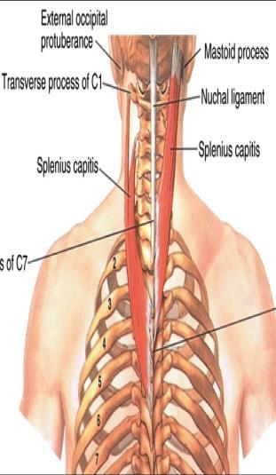 Derin sırt kasları yüzeysel tabaka 1. M.spinotransversus (m.splenius) Genel: Pars capitis ve Pars cervicis olmak üzere iki kısmı vardır. Origo-Insertio: M.splenius capitis, C7-T4 vertebraların proc.