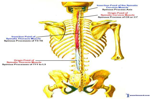 dorsalis leri ( segmental) Fonksiyon: Başa ve boyuna extention, rotasyon ve lateral flexion ( abduction- adduction) Karşı taraf m.sternocleidomastoideus ile sinerjist olarak çalışır. 2. M.