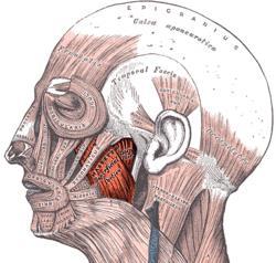 arkadaki lifler caput mandibulae yi arkaya çekerek alt çenenin retraksiyonunu sağlar. 2-M.masseter Genel; pars superficalis ve pars profunda olmak üzere iki parçası vardır.çenenin en güçlü kasıdır.