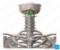 Venter posterior;hyoid i yukarı çeker. 2-M.stylohyoideus Genel; Bu kas m. Digastricus un arka karnı deler.