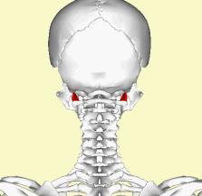 çalışırsa boynu karşı tarafa çevirir. 3-M.rectus capitis anterior Genel;Tepesi yukarıda tabanı aşağıda üçgen şeklindedir. M.longus capitisin derinindedir.