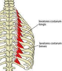 levator costae longus ve brevis Genel: Bu kas myotomların ventral kısmından gelişir ve segmental olarak bulunurlar. Cervical bölgede iyi gelişmiştir.