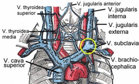 sternocleidomastoideus un arka kenarı orta kısmından çıkarak yüzeyleşir. Bu noktaya punctum nervosum(motor nokta) adı verilir.